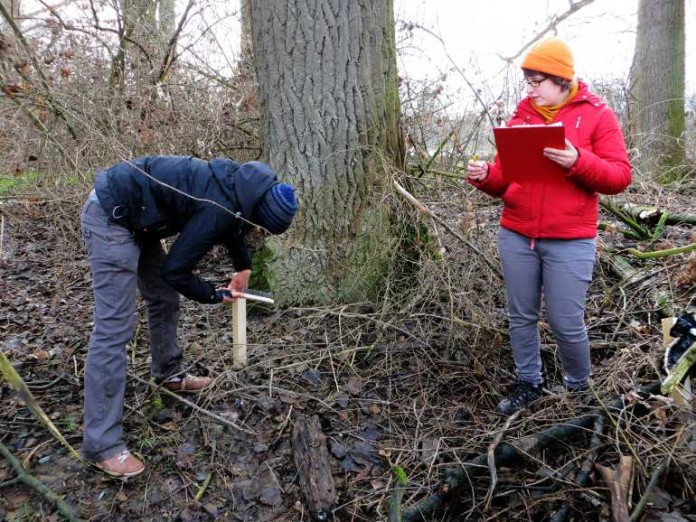 Erhenamtliche des BUND Rhein-Neckar-Odenwald bei der Kontrolle der Lockstöcke in der Hockenheimer Rheinebene